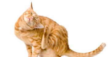 Juckreiz bei Katzen (Foto: Fotolia)