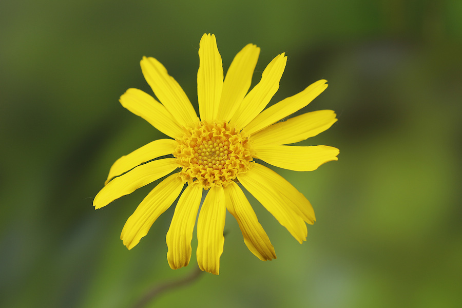 Arnica Erste Hilfe bei Verletzungen LZGesundheitsreport
