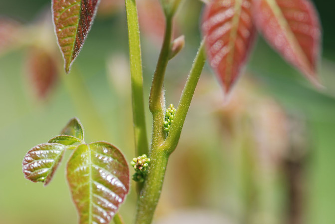 Rhus toxicodendron (Giftsumach) (Foto © DHU)