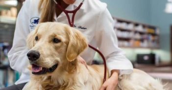 Tierarzt behandelt einen Hund (Foto: Zoetis)