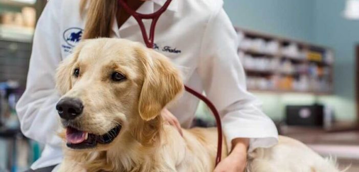 Tierarzt behandelt einen Hund (Foto: Zoetis)