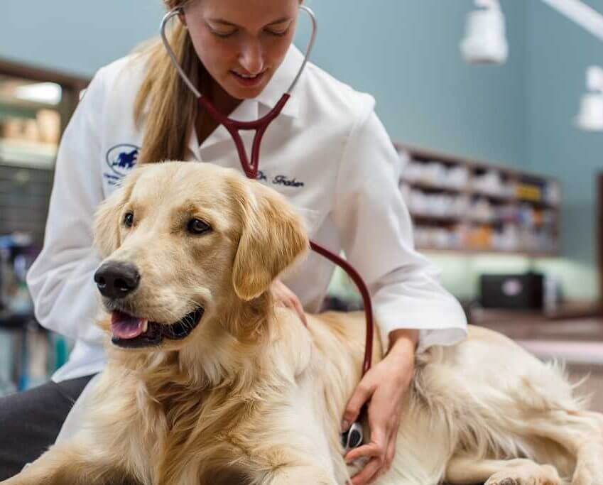 Da wird ja der Hund in der Pfanne verrückt! LZGesundheitsreport