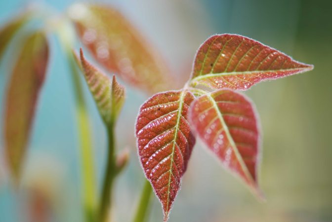 Rhus Toxicodendron (Foto: © DHU)