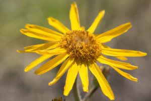 Arnica-Blüte (Foto ©DHU)