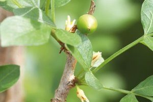 Myrrhe lindert Darmkrämpfe und hemmt Entzündungen