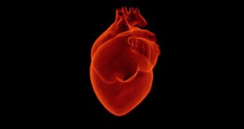 Darstellung eines menschlichen Herzes