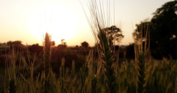 Roggen - makrobiotische Ernährung