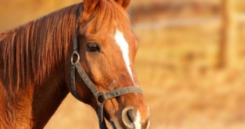 Borreliose beim Pferd - das müssen Sie wissen