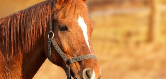 Borreliose beim Pferd - das müssen Sie wissen
