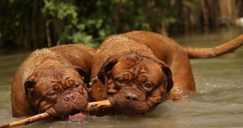 zwei dicke Hunde spielen im Wasser