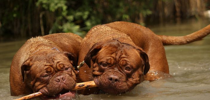 zwei dicke Hunde spielen im Wasser