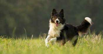 Läufigkeit beim Hund - so können Sie damit umgehen!