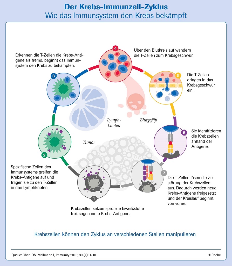 Der Krebs-Immunzell-Zyklus - Grafik