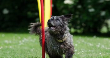 Agility-Taining für Hunde