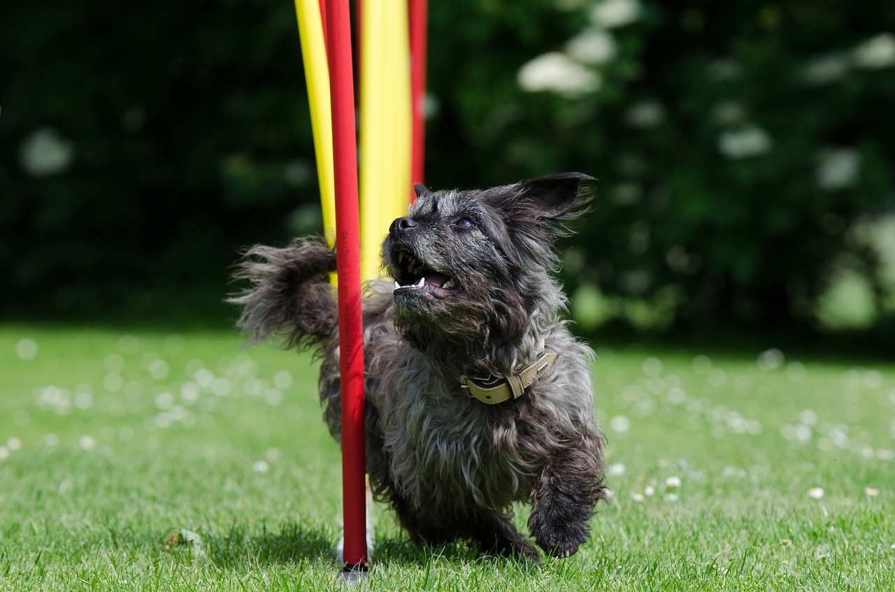 AgilityTaining für Hunde Alle Vorteile auf einen Blick LZ