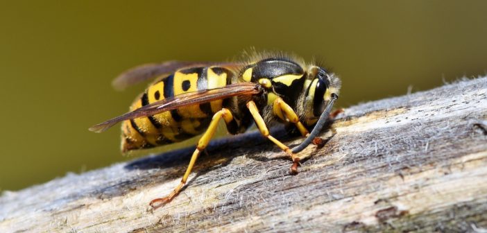 Was hilft gegen Wespen?