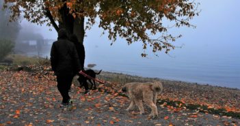 Hundegesetze in Deutschland - Das sollten Sie wissen