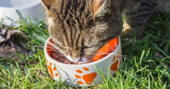 Katzenernährung: Die 5 häufigsten Irrtümer