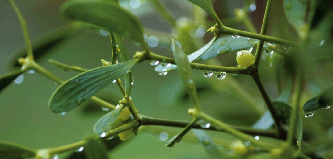 Die Mistel, eine gute Begleiterin Interview LZ Gesundheitsreport