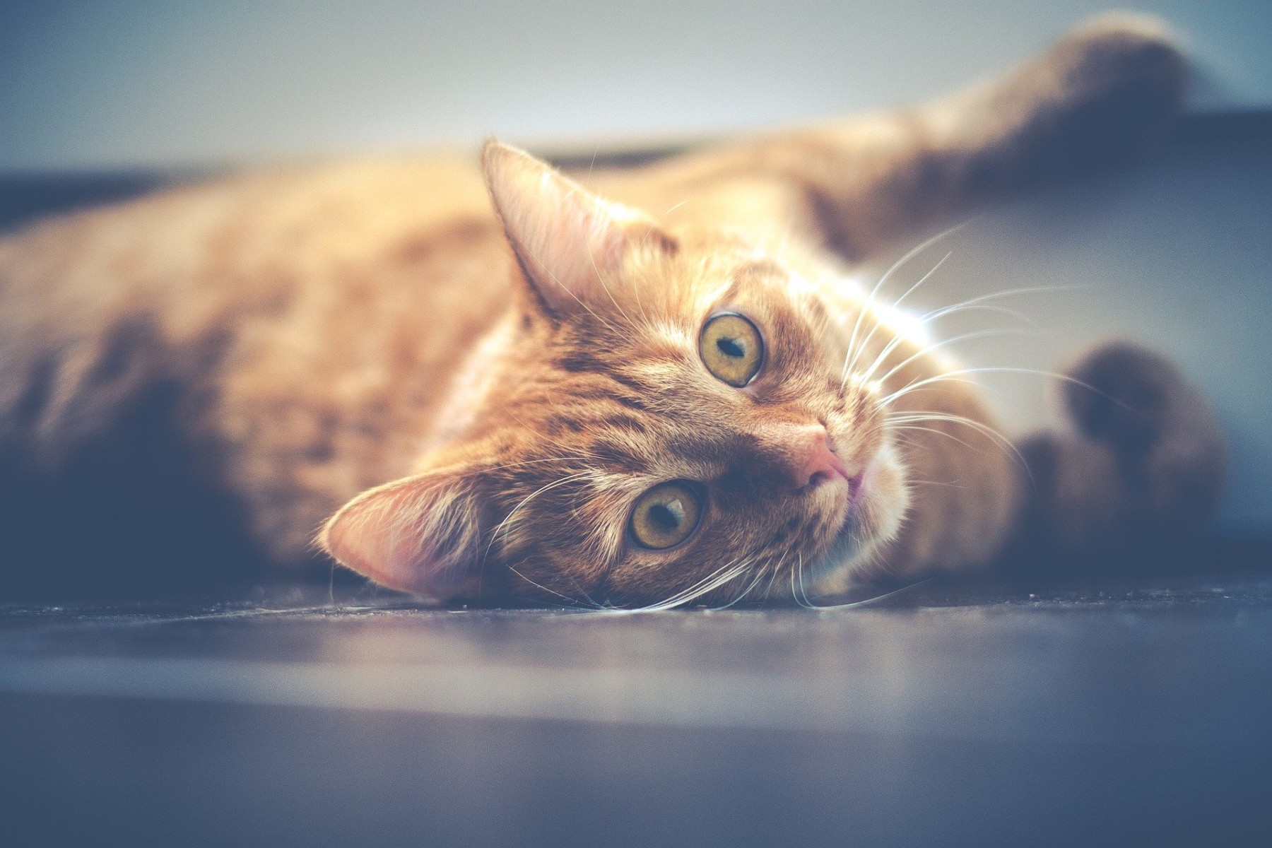 Wie viel kostet eine Katze im Monat? LZ Gesundheitsreport
