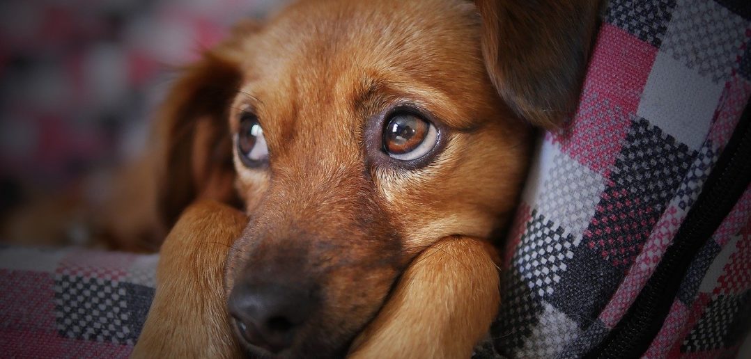 Diabetes beim Hund Ursachen, Symptome, Behandlung LZ Gesundheitsreport