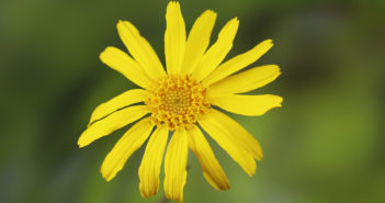 Sonnenblume mit grünem Hintergund