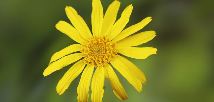 Sonnenblume mit grünem Hintergund