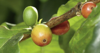 mehrere Kaffeefrüchte an einem Baum