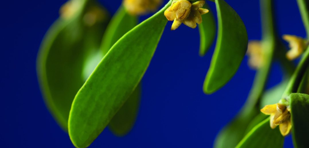 Misteltherapie Komplementärmedizin bei Krebs LZGesundheitsreport