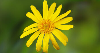 Nahaufnahme einer Arnica-Blüte ©DHU