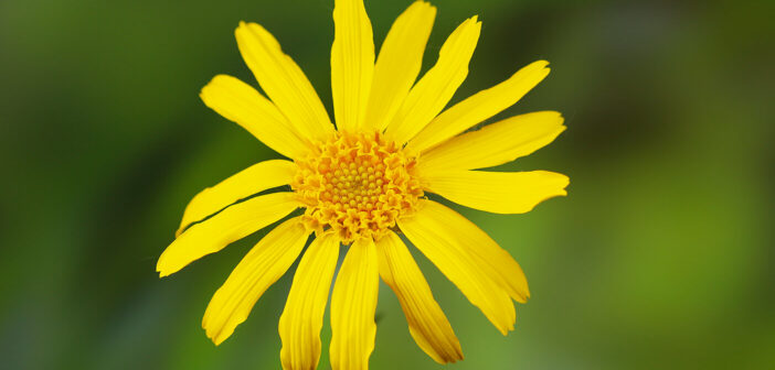 Nahaufnahme einer Arnica-Blüte ©DHU