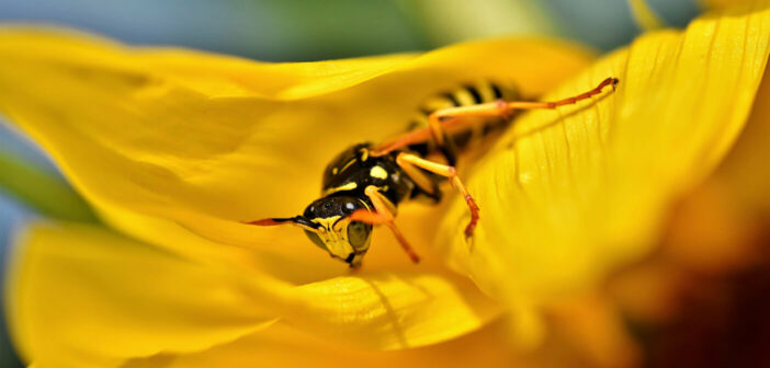 Eine Wespe sitzt in einer gelben Blüte © pixabay