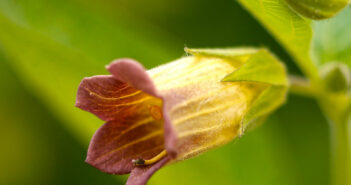 Atropa Belladonna