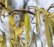 Foto: Spring © Boomie auf Pixabay