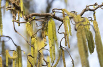 Foto: Spring © Boomie auf Pixabay