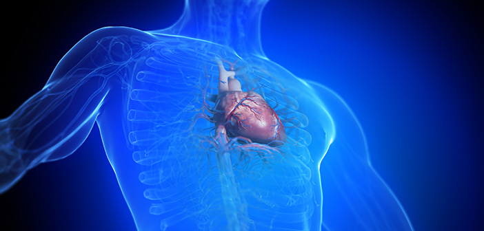 © Adobe Stock: 3D-gerenderte medizinische Illustration des Herzens eines Mannes