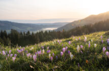 Eine Bergwiese oberhalb des DIANA Naturpark Hotels